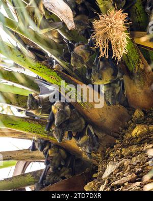 Strohfarbene Obstfledermaus, Eidolon helvum. Eine riesige Kolonie von Fledermäusen auf einer Palme. Stockfoto