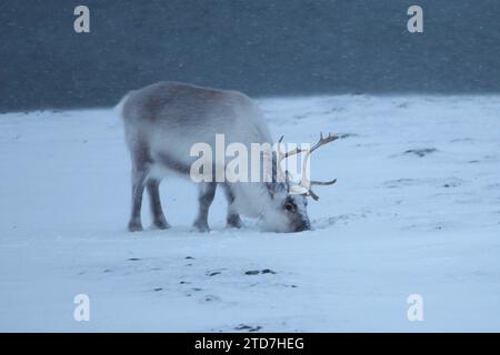 VERÖFFENTLICHT - 23. Februar 2023, Norwegen, Longyearbyen: Ein Svalbard-Rentier (Rangifer tarandus platyrhynchus, englischer Name Svalbard-Rentier) sucht im Schnee bei Longyearbyen nach Nahrung. Die Tiere, die ausschließlich auf dem Svalbard-Archipel zu finden sind, sind eine Unterart der Rentiere. Rentiere gelten als die Lieblings-Begleiter des Weihnachtsmanns für Geschenke. Es besteht jedoch jetzt die Gefahr von Zuchtproblemen, denn laut einer Studie der Norwegischen Universität für Wissenschaft und Technologie (NTNU) in Trondheim verursacht der Klimawandel auch Probleme für Rentierhirten. Auf der einen Seite ist es das Stockfoto