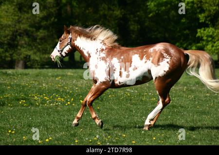 Amerikanischer Pferdehengst Stockfoto