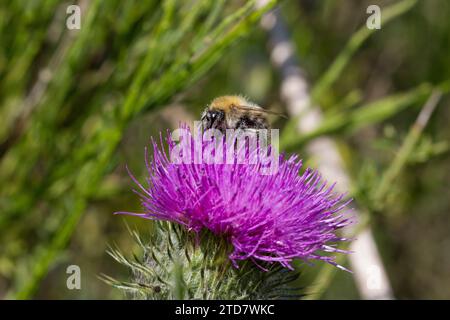 Buff tailed Bumble Bee auf Kratzdistel, UK Stockfoto