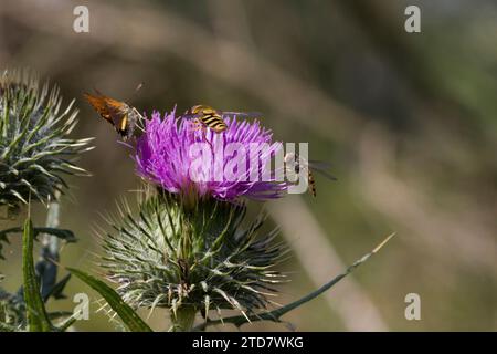 Hoverfly (Syrphus ribesii) auf Spear Thistle, Großbritannien Stockfoto