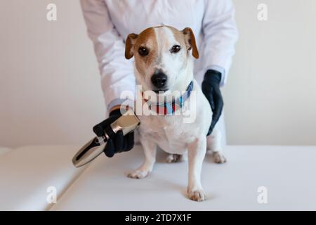 Pflegeverfahren in einer Tierklinik. Ein Mädchen in einem weißen Mantel und schwarzen Handschuhen entfernt und trimmt das alte Fell eines überwachsenen Jack Russell Terriers Stockfoto