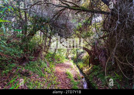 Wilde Landschaft von Levada dp Moinho in der Nähe der Siedlung Achadas da Cruz im Norden von Madeira Stockfoto