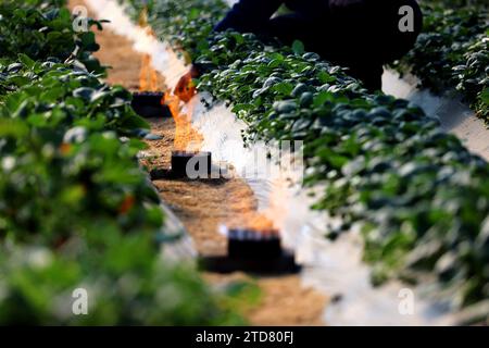 ZAOZHUANG, CHINA - 17. DEZEMBER 2023 - Ein Landwirt erwärmt Erdbeeren in einem Gewächshaus in einer Erdbeeranbaubasis in der Stadt Zaozhuang, Provinz Shandong, Stockfoto