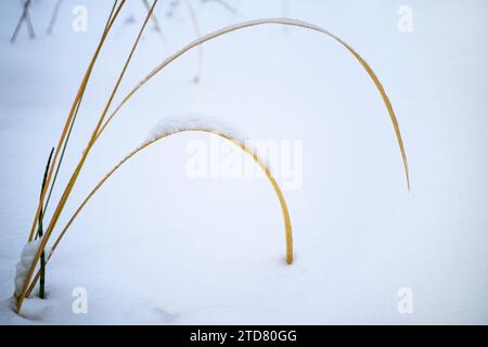 Geschwungene trockene Grashalme im Schnee, ruhige Natur Stillleben im Winter, Grußkarte zu Weihnachten und Neujahr, Kopierraum, ausgewählter Fokus, schmal Stockfoto