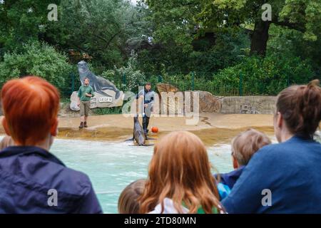 Robbenfütterung im Berliner Zoo, Sommer 2016 Stockfoto