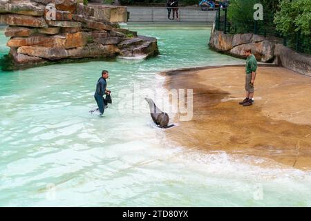 Robbenfütterung im Berliner Zoo, Sommer 2016 Stockfoto