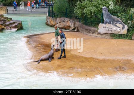 Robbenfütterung im Berliner Zoo, Sommer 2016 Stockfoto