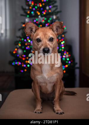 Niedlicher Mischlingshund posiert auf einem Sofa mit Weihnachtsbaum und unscharfen bunten Lichtern im Hintergrund Stockfoto