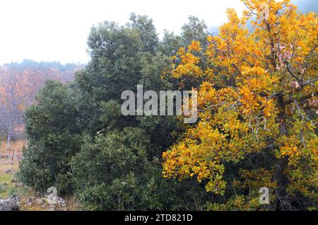 Die Farben stehen im Ätna Park, Sizilien, Italien, im Kontrast zu immergrünen und Laubeichen Stockfoto