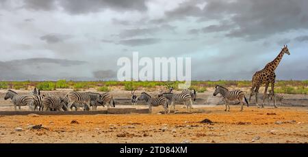 Herde von Burchell Zebra mit einer einsamen Giraffe und Oryx an einem Wasserloch mit natürlichem Hintergrund - Etosha National Park Stockfoto