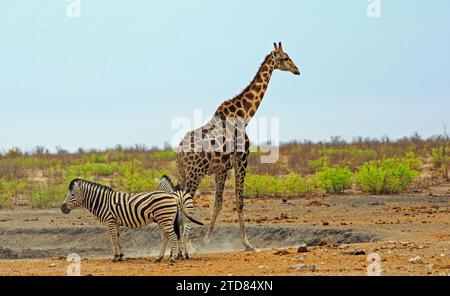 Einsame Giraffe mit zwei Zebras im Vordergrund mit einem natürlichen üppigen Buschhintergrund und blauem Himmel Stockfoto