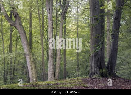 Ruhiger Waldhain mit grünen Blättern und alten Bäumen, Grasten Forest, Dänemark Stockfoto