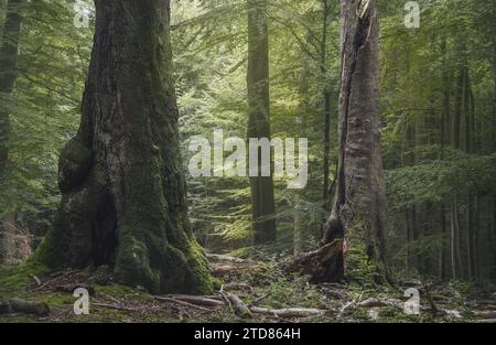 Ruhiger Waldhain mit grünen Blättern und alten Bäumen, Grasten Forest, Dänemark Stockfoto