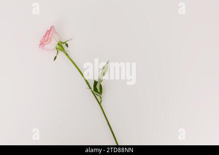 Blühende Rosenblumen Pink Panther isoliert auf weißem Hintergrund Stockfoto