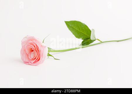 Blühende Rosenblumen Pink Panther isoliert auf weißem Hintergrund Stockfoto
