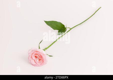Blühende Rosenblumen Pink Panther isoliert auf weißem Hintergrund Stockfoto