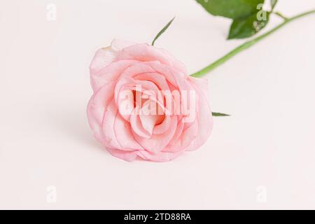 Blühende Rosenblumen Pink Panther isoliert auf weißem Hintergrund Stockfoto