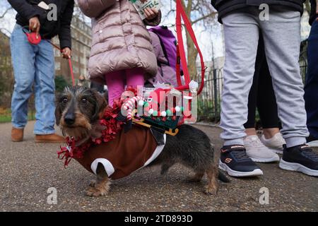 Dackel beim jährlichen Hyde Park Sausage Walk in Hyde Park, London, treffen sich Dackel und ihre Besitzer, um die Weihnachtszeit zu feiern, mit vielen der Würstchen in schicken Kleidern. Bilddatum: Sonntag, 17. Dezember 2023. Stockfoto