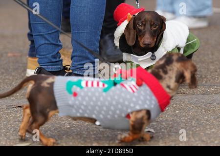 Dackel beim jährlichen Hyde Park Sausage Walk in Hyde Park, London, treffen sich Dackel und ihre Besitzer, um die Weihnachtszeit zu feiern, mit vielen der Würstchen in schicken Kleidern. Bilddatum: Sonntag, 17. Dezember 2023. Stockfoto