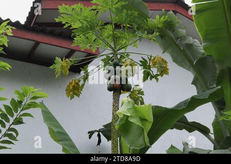 Blick auf einen infektiösen Papaya-Baum mit einer Gruppe grüner Papayas, von denen einige Reifen, und einer verdorbenen Papaya-Frucht. Der Baum wächst Stockfoto