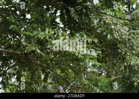 Blick auf die frischen aromatischen Blätter auf einem Zweig eines großen Currybaums im Garten. Diese Blätter werden sowohl in der Küche als auch in der traditionellen Medizin verwendet Stockfoto