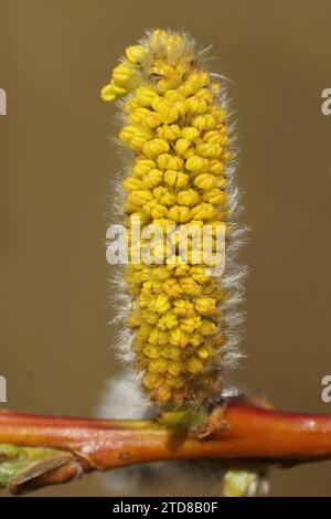 Vertikale Nahaufnahme eines MaleGoat Willow catkin, Salix Caprea, voller Pollen Stockfoto