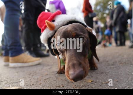 Dackel beim jährlichen Hyde Park Sausage Walk in Hyde Park, London, treffen sich Dackel und ihre Besitzer, um die Weihnachtszeit zu feiern, mit vielen der Würstchen in schicken Kleidern. Bilddatum: Sonntag, 17. Dezember 2023. Stockfoto