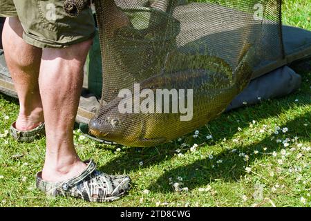 Fischer mit Einem großen Karpfen, Cyprinus carpio, in Einem Landungsnetz, Longham Lakes, Poole UK Stockfoto