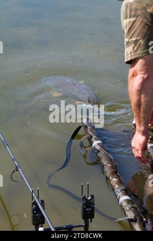 Carp, Cyprinus Carpio, schwimmt weg, nachdem er von Einem Fischer aus der Wiege entlassen wurde, Longham Lakes UK Stockfoto