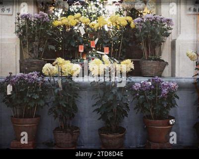 Tonkin, Indochina Chrysanthemen in Töpfen in Blumenausstellung, Alltag, Kunst, Natur, Umwelt, Chrysantheme, Wohngegenstand, Blume, Ausstellung, Vegetation, Botanik, Indochina, Tonkin, Kulturen: Zierblumen: Chrysanthemen usw. Blumenausstellungen, Tonkin, 01/01/1914 - 31/12/1921, beschäftigt, Léon, Léon beschäftigte Fotografin en Indochine, Autochrome, Foto, Glas, Autochrome, Foto, positiv, Horizontal, Format 9 x 12 cm Stockfoto