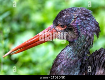 Der elegante Schwarzstorch (Ciconia nigra), eine wandernde Schönheit, die Feuchtgebiete und Flüsse in Europa und Asien schmückt. Mit seinem glänzenden schwarzen Gefieder und dem roten Schnabel Stockfoto