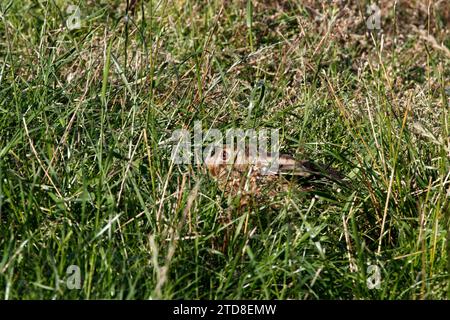 Ein brauner Hase (Lepus europaeus), der sich in einem frisch geschnittenen Weizenfeld tarnt. Europäischer Hase. Stockfoto