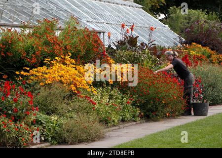 Toter Kurs auf einem Bett von Helenium. Sneezeweed. Stockfoto