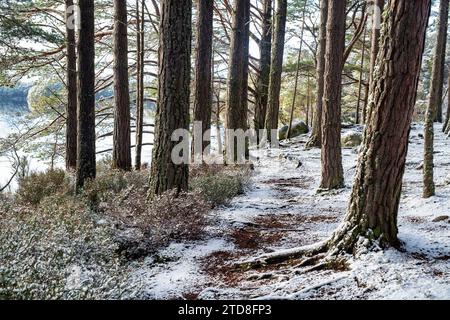 Schottische Kiefern am Loch Garten im Schnee. Highlands, Schottland Stockfoto