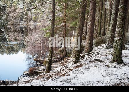 Schottische Kiefern am Loch Garten im Schnee. Highlands, Schottland Stockfoto