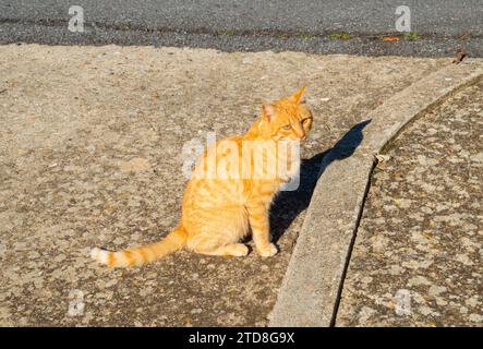 Orangefarbene Katze mit Tabby-Motiv sitzt. Stockfoto