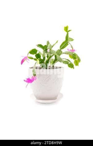 Thanksgiving-Kakteen, Schlumbergera, auch bekannt als Weihnachtskaktus in einem Topf in voller Bllom mit rosa Blüten auf weißem Hintergrund. Stockfoto