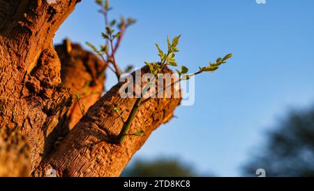 Junge Baumsetze, die aus einem alten Moringa-Baum auftauchen. Ökologisches und nachhaltiges Wiederaufbaukonzept Stockfoto