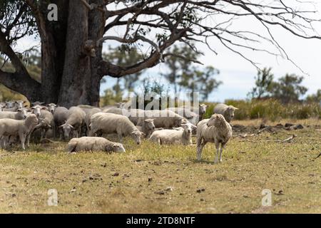 Landwirtschaftliche Betriebe, die regenerative Landwirte betreiben, wobei Schafe auf dem Feld die Rotationsweidung praktizieren und Kohlenstoff im Boden durch Pilze speichern Stockfoto