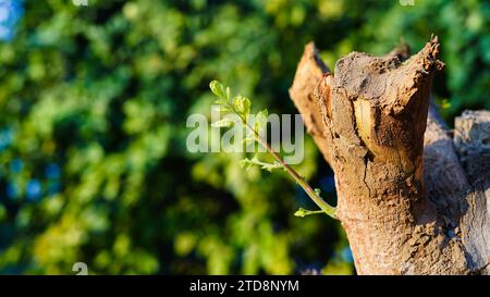 Junge Blätter, die aus alten Baumstümpfen hervortreten, sprießen im Baum. Kleine Pflanzen oder neue Triebe entstehen aus alten Baumstümpfen, die geschnitten wurden. Stockfoto