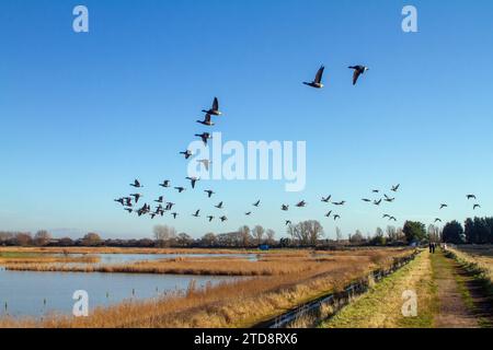 Brent-Gänse fliegen tief über Sumpfland Stockfoto