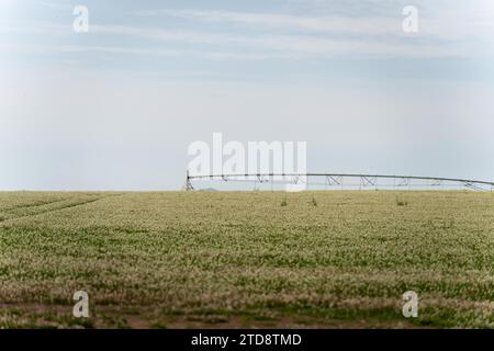 Weißklee wächst unter einer Pivot-Bewässerung Stockfoto