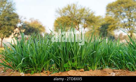 Frischer grüner Weizenkeim wächst aus nächster Nähe. Sprudelwassertropfen auf neue Weizenpflanzen. Grüner Grashintergrund. Stockfoto