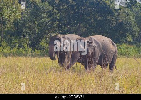 Zwei asiatische Elefanten (Elephas maximus) auf einer grasbewachsenen Wiese im Jim Corbett National Park, Uttarakhand, Indien. Stockfoto