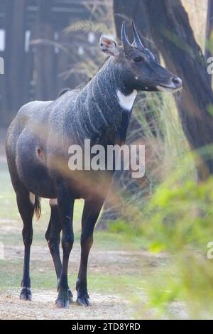 Nilgai (Boselaphus tragocamelus), eine große asiatische Antilope, die auf dem Weg im Sultanpur National Park and Bird Sanctuary, Delhi, Indien, steht. Stockfoto