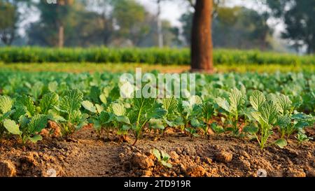 Nahaufnahme von Senfpflanzen. Wachsende Senfsprossen aus nächster Nähe. Keimung von Saatgut im ländlichen Indien. Veganes und gesundes Esskonzept. Sprossen Stockfoto