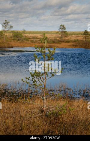 Fichten und Seen im Sumpf im Yelninsky Nature Reserve, Weißrussland, Herbst. Ökosysteme Umweltprobleme Klimawandel. Stockfoto