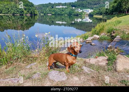 Brauner kurzhaariger Dackel auf Steinen am Ufer des Stausees Bitburg, Berge mit weißen Gebäuden, üppige Laubbäume im Hintergrund, Stockfoto