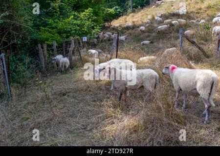 Herde weißer Schafe, die auf wildem Gras stehen, andere im Hintergrund weiden, landwirtschaftlich genutzte Nutztiere, neben dem Naturschutzgebiet de Lanaye in Stockfoto